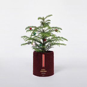 [무케] 플랫츠_팟커버 S 테디 + 아라우카리아 SET (LED라이트 포함) (2colors) 크리스마스 트리