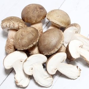 우체국쇼핑 [문경백화버섯] 문경 송화고 고기버섯