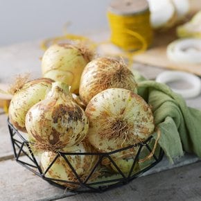 국내산 25년 햇 양파 2kg 소/짱아지용
