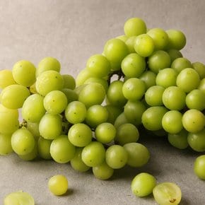 씨없는 청포도 샤인머스켓 2kg 3-4송이 망고포도 과일연가