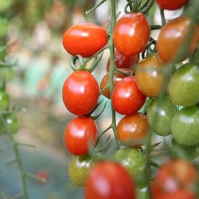 [산지직송] 부여 대추방울토마토 2kg(소과)