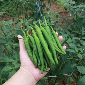 아삭한 매운 국내산 청양고추 500g