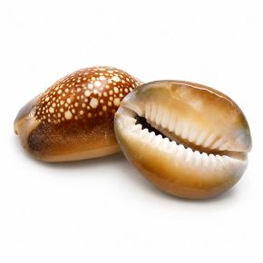 타공조개껍질 거북이고둥 4입