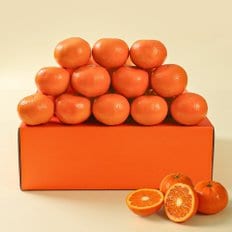 인정식탁 [후레쉬데이] 현지직송 고당도 만다린귤 2kg내외 (21-28과)