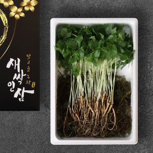 인정푸드 [맘스호미]새싹인삼 실속 65뿌리 (개당 20cm 내외)