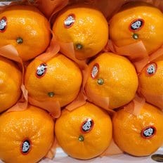  선물세트 과일선물 [선물용] 천혜향 3kg (8-12과)