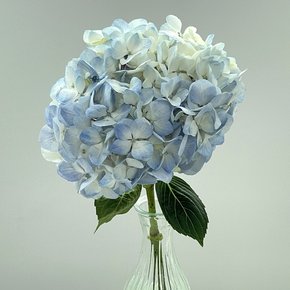 [리블라썸] 퐁실퐁실 수국 3가지 색상 /블루,피치,화이트/OPP포장/꽃배달 꽃배달서비스 꽃다발 생화택배