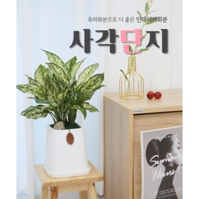 사각단지화분 / 축하메세지카드, 리본 (인테리어화분  관엽식물 금전수 개업선물)