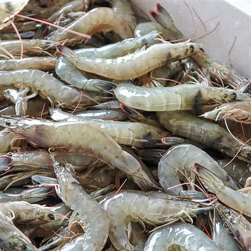 [생물][국산] 토실토실 생새우 (35-45미) (1kg)
