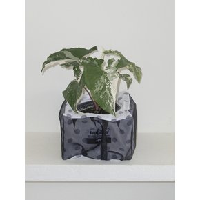 무늬 싱고니움 (Syngonium podophyllum)