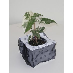 무늬 싱고니움 (Syngonium podophyllum)