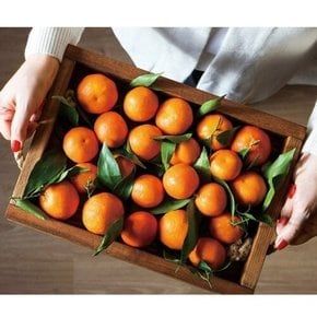 제주직송 고당도 하우스 감귤 1.5kg 못난이 랜덤과(박스제외 실중량)