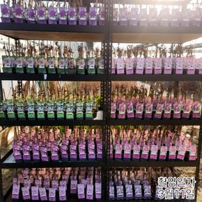 유럽 클레마티스 (루지카디널) 개화주 P9포트묘