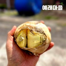 식탐대첩 예래마을 제주 실속형 가정용 못난이 양파 5kg