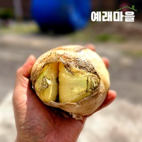 예래마을 제주 실속형 가정용 못난이 양파 5kg