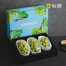 [SSG상품권이벤트][9/2순차출고][자연맛남] 농협선별 프리미엄 샤인머스켓 선물세트 2kg (2-3수)