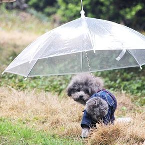 애견 비오는날 우비 우산 강아지 비옷 개우산 산책 용