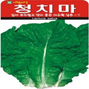 추대가 안정된 다수확상추 청치마 상추 씨앗 40g