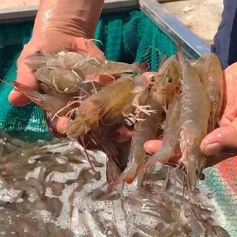 맛군 24년 탱글탱글 제철 국내산 활 흰다리새우 1kg(kg당 38미내외)