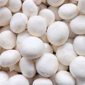 [산지직송] 양송이버섯 파지 1kg /GAP 인증