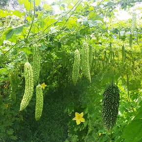 맑은 자연에서 자란 생여주 1kg /실중량