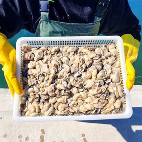 통영 제철 생굴1kg 깐굴