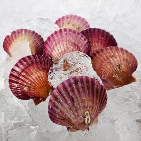 통영 홍가리비 1kg