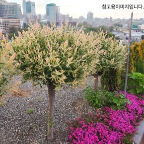 화이트핑크셀릭스 (삼색버드) 포트묘