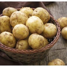 산해직송 해남 수미감자 (왕특) / 5kg