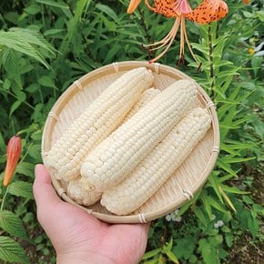 강원도 미백옥수수 상사이즈(14cm이하) 10개입 냉동