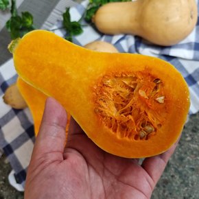 제주 땅콩호박 3kg