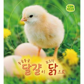 동글동글 달걀이 푸드덕 닭으로 한살이자연관찰 _P318090409