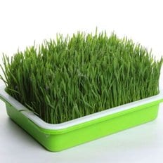  새싹 채소 키우기 새싹보리 보리싹 밀 싹 수경 GWM (WFGKHIQ)