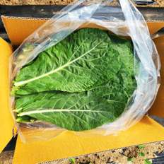 산해직송 유기농 무농약 즙용 케일 7kg