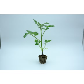대추 방울토마토 8개 모종 빨강
