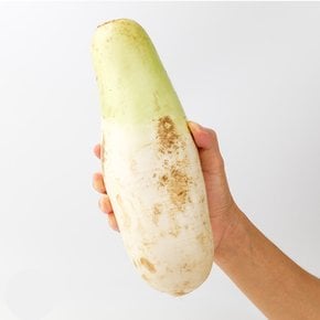 [더조은] 제주 세척 월동무 5kg (개당 800-1200g)