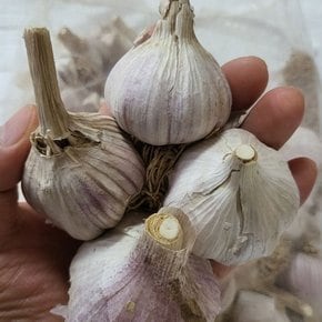 의성마늘 토종마늘 통마늘 대 3kg
