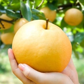 아삭아삭 시원한 배 햇 나주배 가정용 5kg(9-12과)
