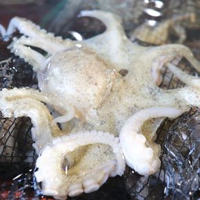 [통영수산물시장] 서해안 쭈꾸미 1kg 7~10미내외[35024637]