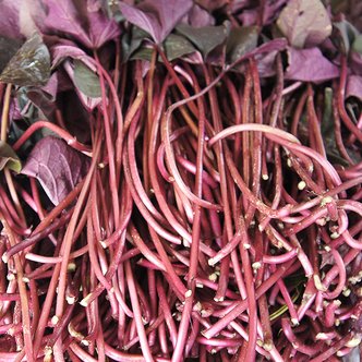 미스터팜팜 당일수확 유기농 홍대 고구마순 고구마줄기 1kg (잎만제거)