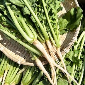 국내산 부드러운어린열무 아기열무 열무 열무김치 조선열무 특품 4kg