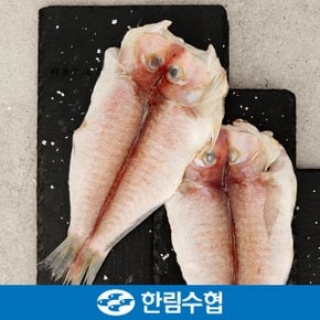 [명절 후 배송] [제주 한림수협] 제주직송 제주 특大 옥돔 3마리 세트 (옥돔 480g x 3팩)