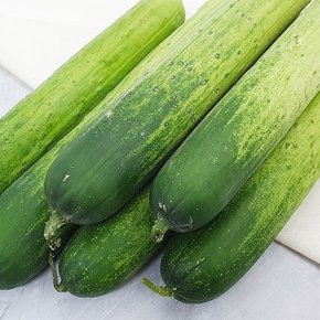 백다다기 오이 특품 5kg