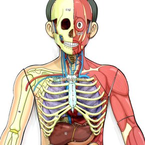 인체의 신비-인체 전신입체모형(1인용포장) 골격기관 근육 신경기관 인체해부 뼈 해골 혈관 관절