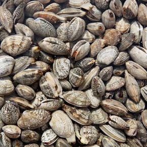 남해안 왕바지락 1kg 60미 내외