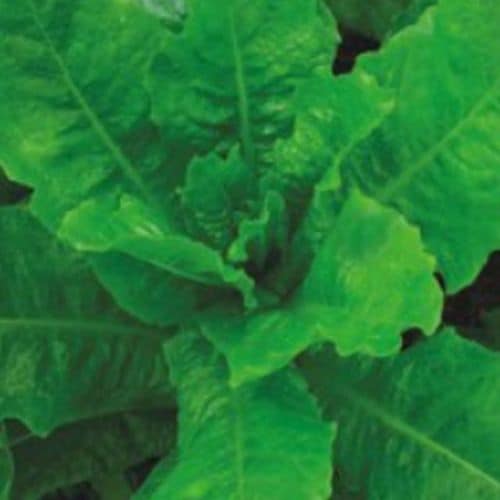 상추 야채 쌈 채소 식물 씨 품종 종자 씨앗 로메인 쌈채소 2000립 X ( 2매입 )