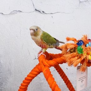 지구본 로프 횃대(대) 앵무새횟대 장난감 앵무새그네