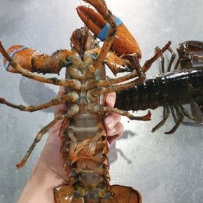 항공 수입 활 랍스타 랍스터 1미 500g