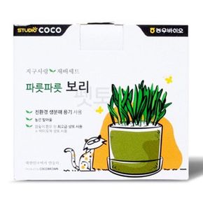 고양이풀 보리 재배 화분 1P 캣그라스 키우기 세트
