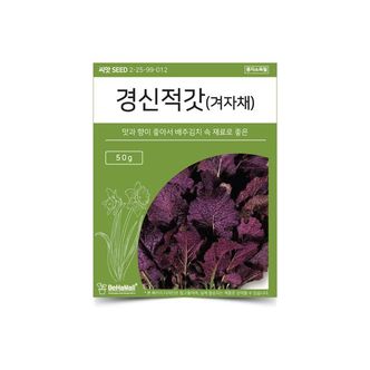 제이큐 겨자채 베하몰 텃밭 채소 씨앗 경신 적갓 X ( 3매입 )